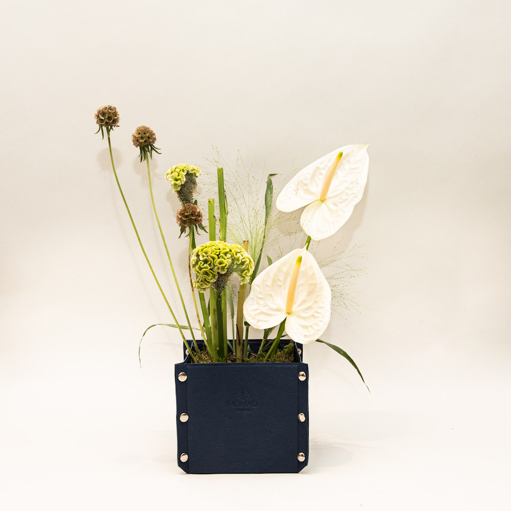 Photo 06-11-2025, 12 43 59 PM Noble Aura - Image 1